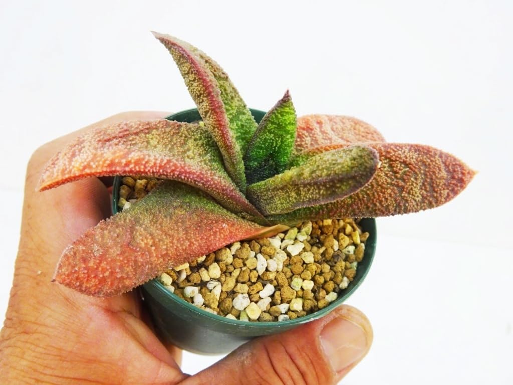 シャインマスカット キャンベル セット 苗 3年育成物 丈夫な苗‼️評価